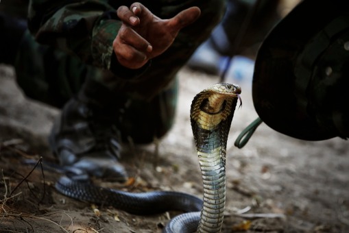 A Thai Navy instructor demonstrates to U.S. marines how to catch a cobra during a jungle survival exercise as part of the "Cobra Gold 2013" joint military exercise, at a military base in Chon Buri province